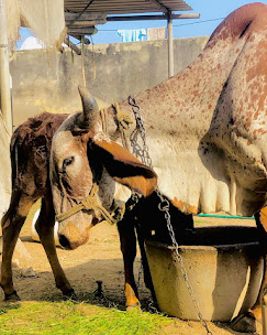 Pure A2 Gir Cow Milk & Buffalo Milk in Jaipur